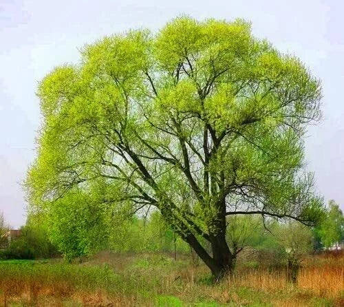 Black Willow Tree Cuttings - 6 Pack - Fast Growing Salix nigra