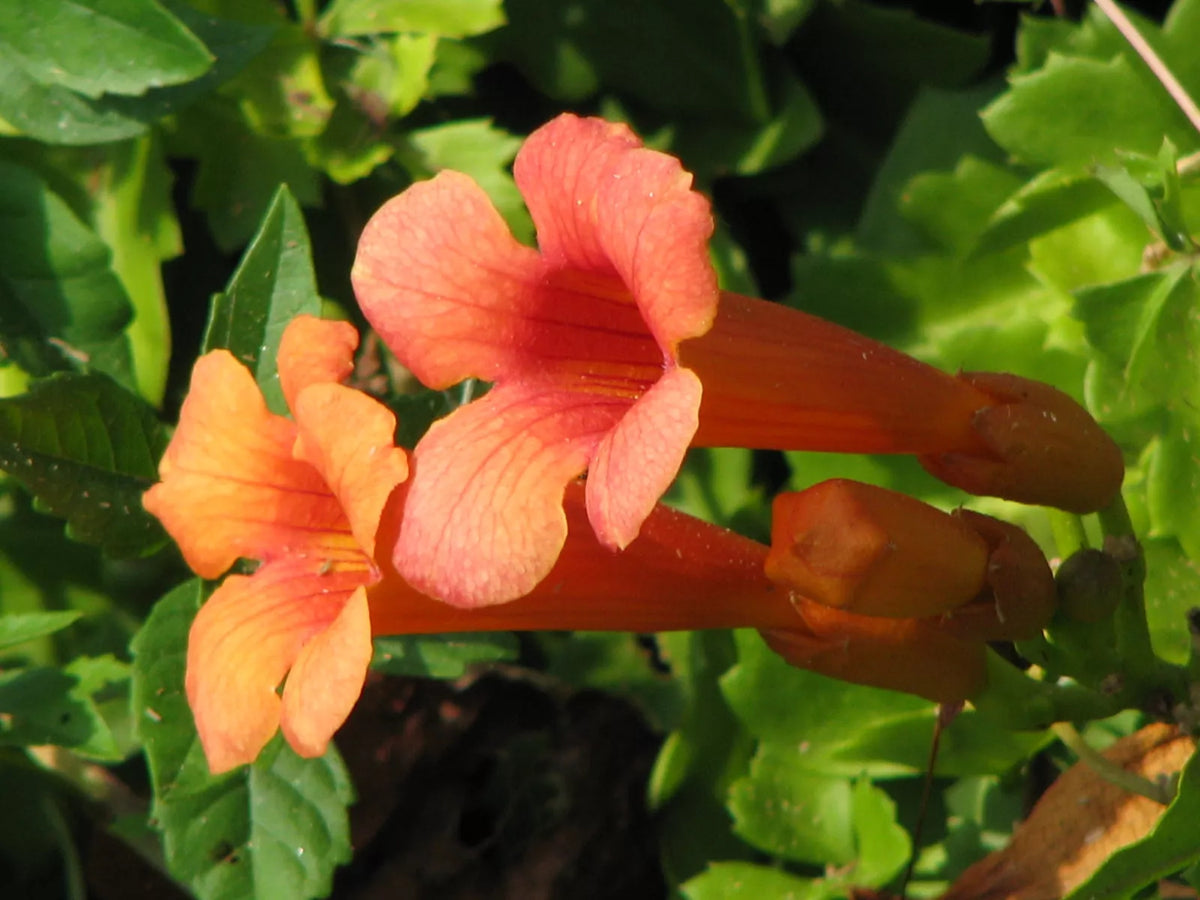 Hummingbird Vine Seeds - 40 Orange Red Trumpet Flower Seeds - Campsis radicans - Climbing Perennial Plant