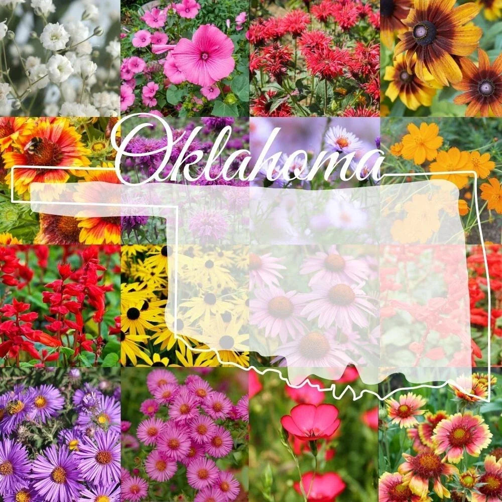 Wildflower Seed Mix 1/4LB Eastern Oklahoma Native Pollinator Garden Covering 500 sq ft