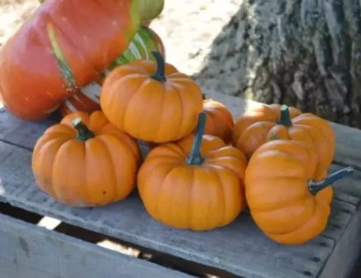 Orangita Pumpkin Seeds - 10 Count - Small Orange Cucurbita pepo for Planting