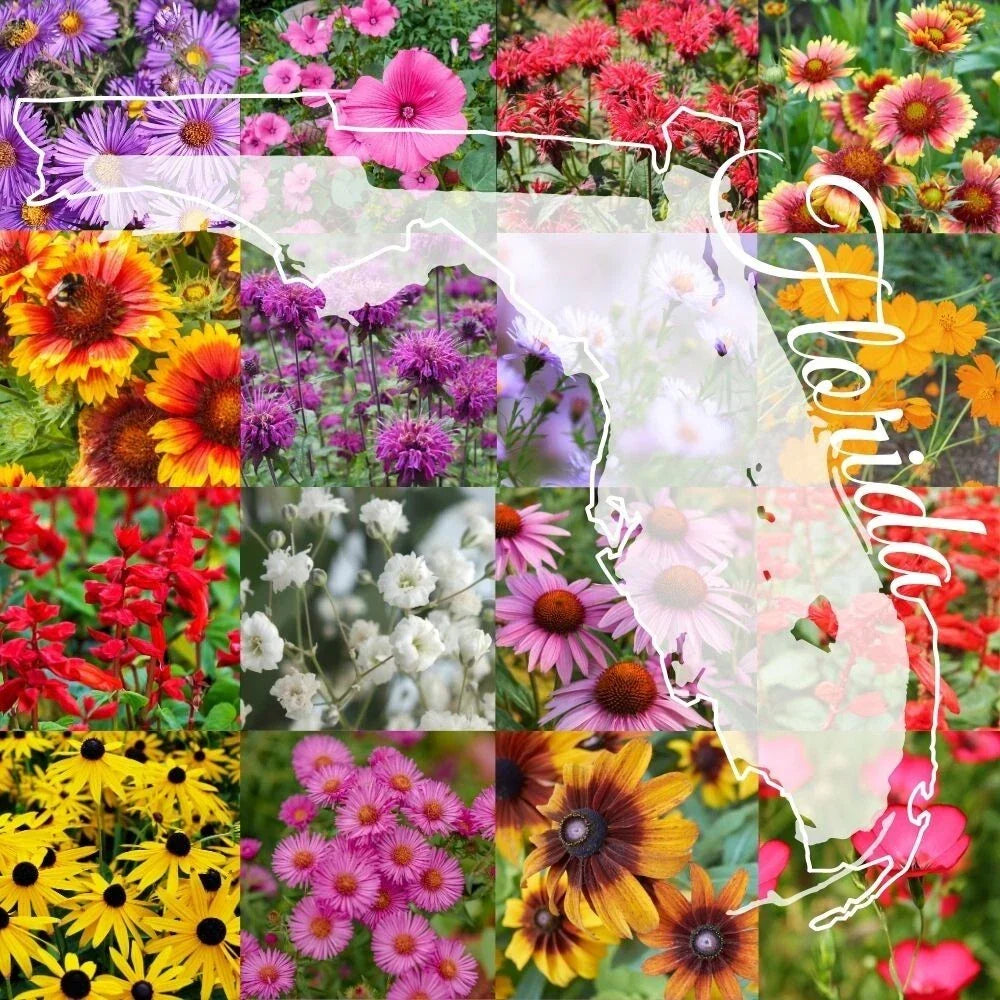 Northern Florida Wildflower Seed Mix - 1 Pound Bulk, Native Flowers for Gardens, Pollinator Attracting, Eco-Friendly Seed Blend