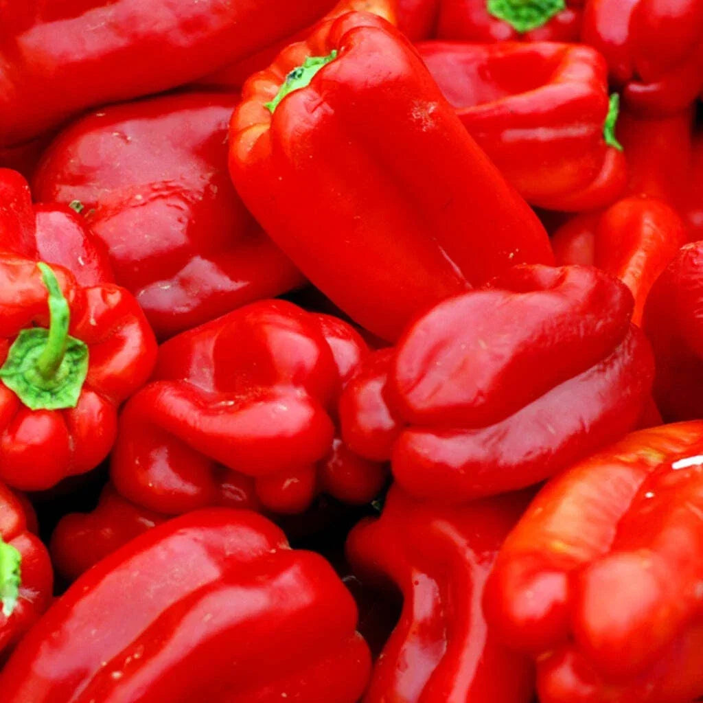 Big Red Sweet Pepper Seeds - Heirloom Capsicum Annuum, 25+ Seeds, USA Grown, Non-GMO, Full Sun, Bushy Plant