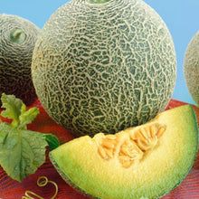 Rocky Ford Green Flesh Cantaloupe Seeds - Heirloom Organic Melon - 30+ Non-GMO Seeds