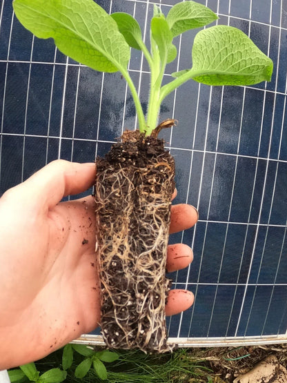 Comfrey Live Rooted Starter Plant – Bocking 14 (Symphytum × uplandicum) – Non-Invasive Variety for Compost, Soil Health, Pollinators