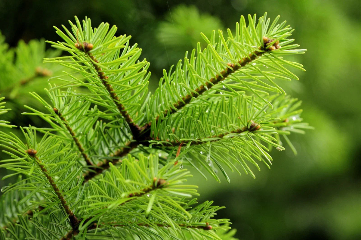 Douglas Fir Tree Seedling Bare Root - Pseudotsuga menziesii var. menziesii Evergreen Conifer for Landscaping & Reforestation