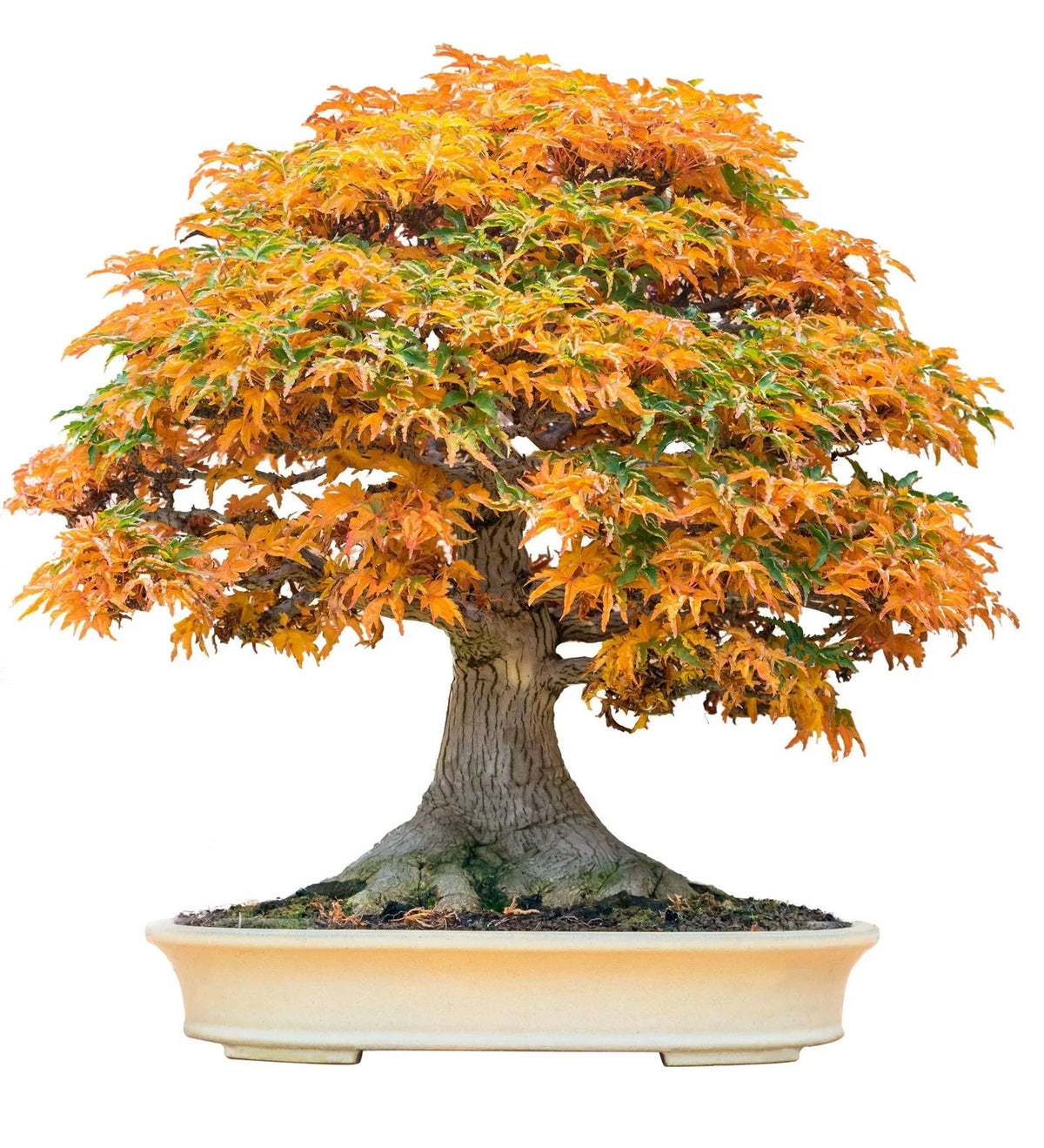 Bonsai Tree Seeds - Trident Maple - 20+ Seeds - Acer buergerianum - Ideal for Bonsai Cultivation