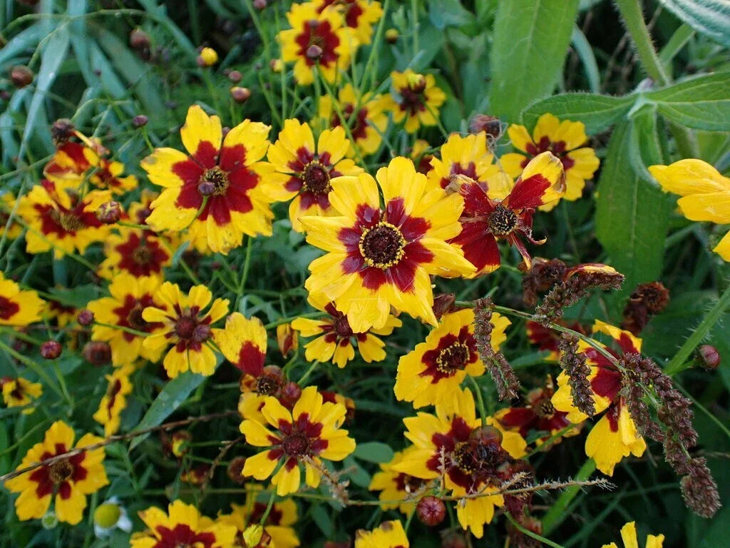 Coreopsis Seeds Bulk - Plains Coreopsis (Coreopsis tinctoria) Wildflower for Gardens & Meadows, Attracts Pollinators
