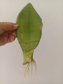 Moonshine Snake Plant, 2 Inch Pot, Rooted, Sansevieria, Low Maintenance, Indoor Plant, Hard to Kill