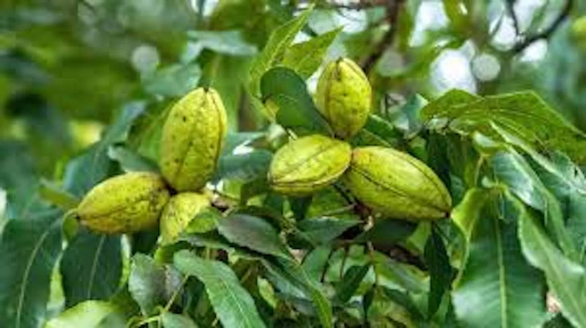 Hardy Pecan Tree 12-24in Bare Root Carya illinoensis Edible Nut Plant