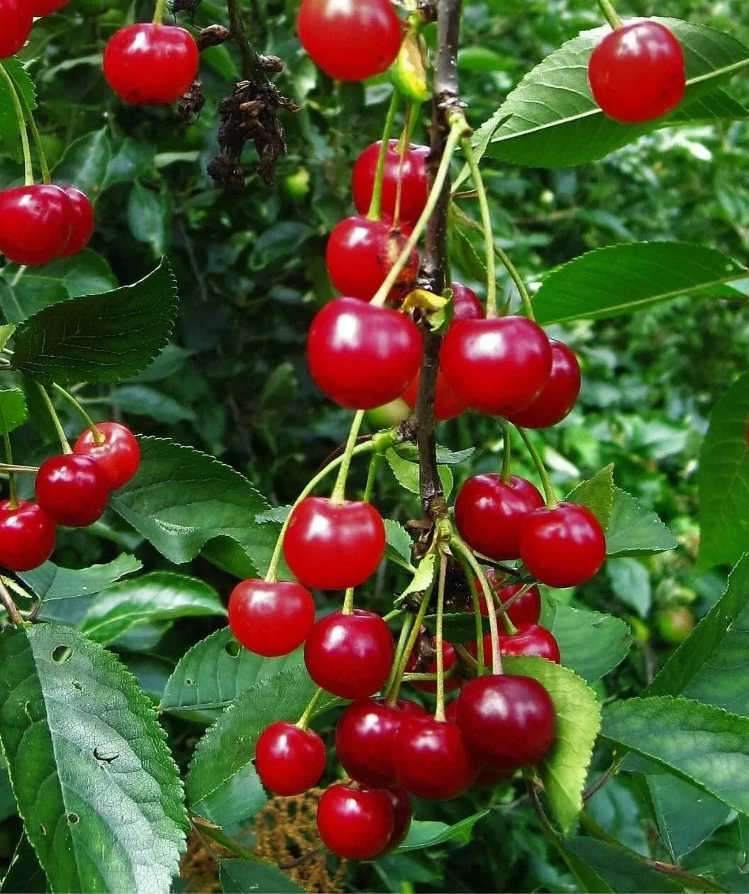 Montmorency Sour Cherry Tree Seeds - 10-50 Non-GMO Tart Fruit Seeds - Prunus cerasus