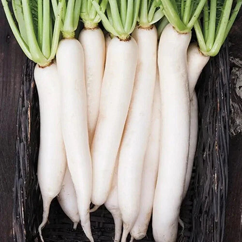 Miyashige Daikon White Japanese Radish Seeds | Heirloom Variety | Non-GMO | Raphanus sativus