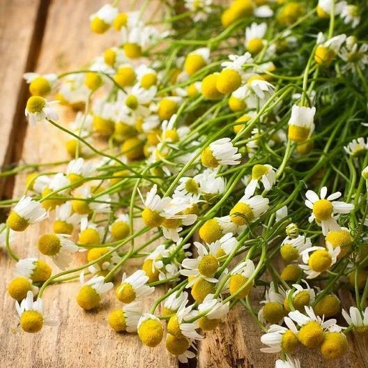 German Chamomile Seeds - Non-GMO Herb Groundcover for Tea & Medicinal Use, Matricaria chamomilla, 1000 Seeds