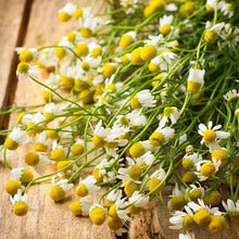 German Chamomile Seeds - Non-GMO Herb Groundcover for Tea & Medicinal Use, Matricaria chamomilla, 1000 Seeds