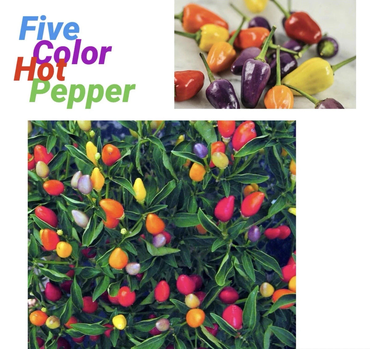 Five Color Chili Pepper Seeds - 25+ Rainbow Chili Seeds - Capsicum Annuum - Free Green Eggplant Seeds