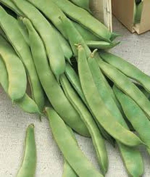 Romano Pole Bean Seeds - 20+ Italian Roma II - Brown/White Flat - Phaseolus vulgaris