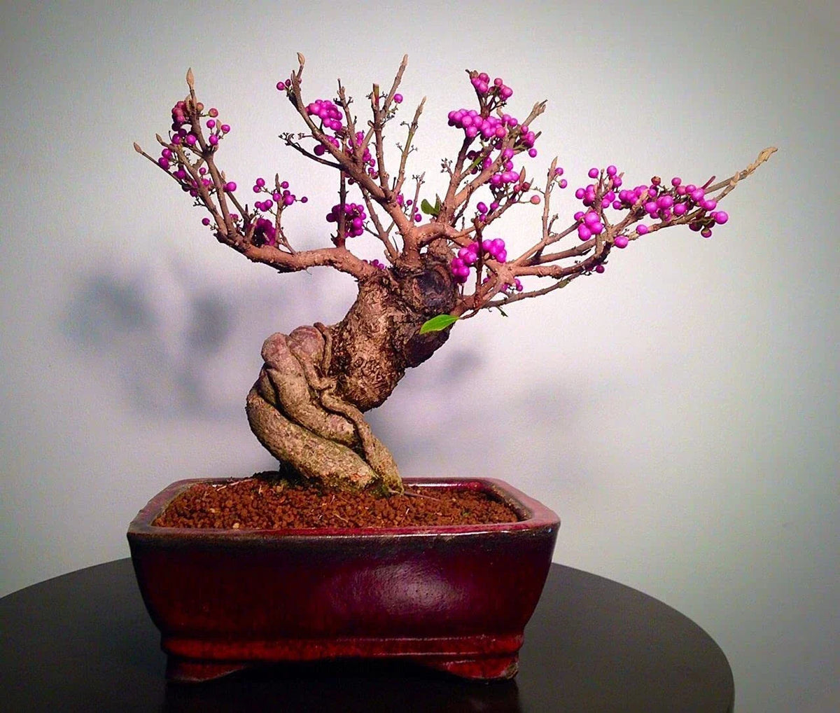 Bonsai Beauty Berry Seeds - 20 Non-GMO Seeds - Callicarpa Americana - Purple Berries - Garden Planting