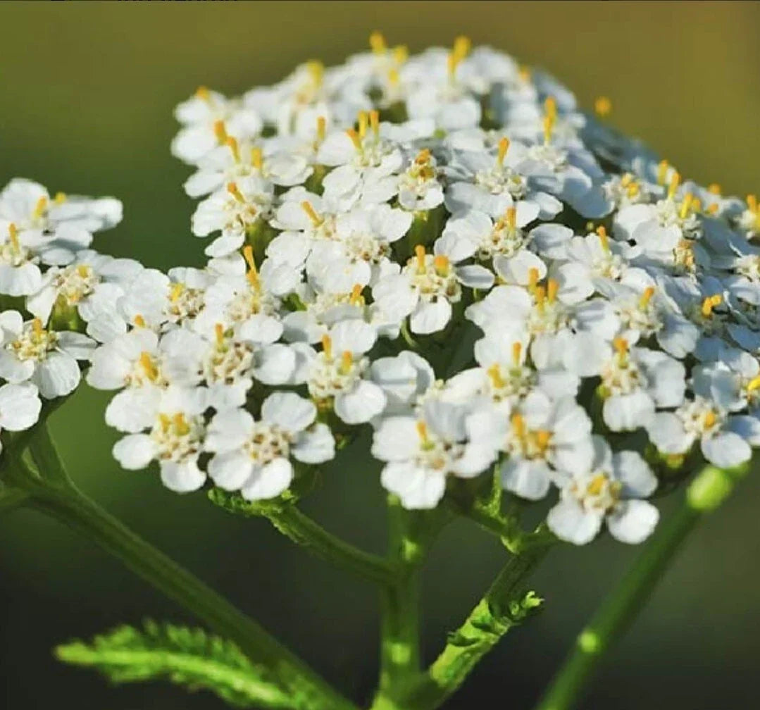 Yarrow Seeds - 200+ Organic Heirloom Achillea millefolium for Garden, Herbal Remedies & Pollinator Attractant