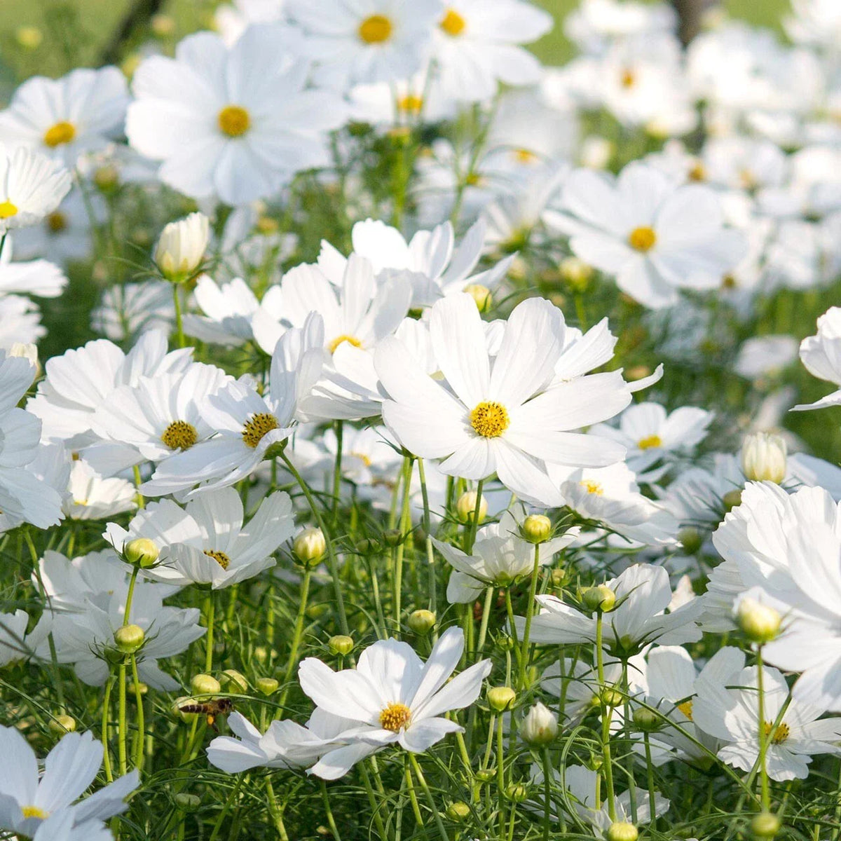 Cosmos Seeds - 200+ Count - Pure Variety for Garden Planting - Cosmos bipinnatus - USA Free Shipping