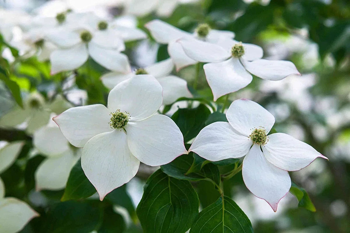 Flowering Kousa Dogwood Seeds - Cornus kousa, Hardy Ornamental Tree with White Flowers