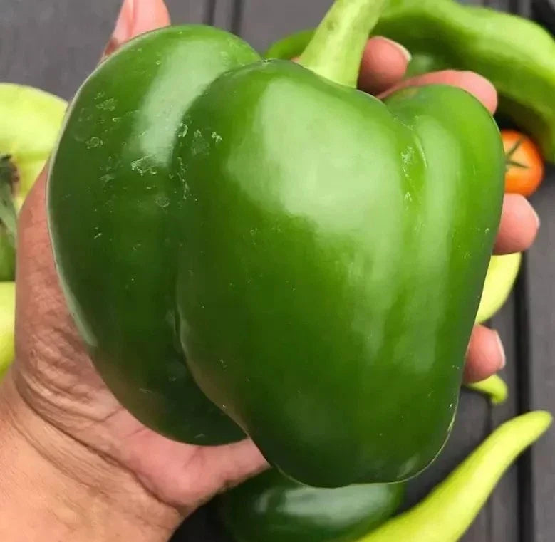 Giant Keystone Resistant Heirloom Tomato Seeds – Organic Non-GMO, 25+ Seeds, Full Sun, Solanum lycopersicum
