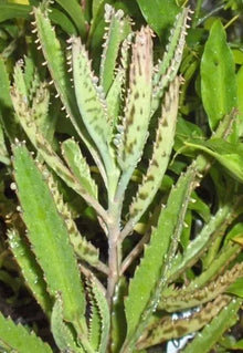 Leopard Mother of Thousands Plant - Kalanchoe Daigremontiana - Alligator Plant - Succulent Houseplant, Indoor Decor