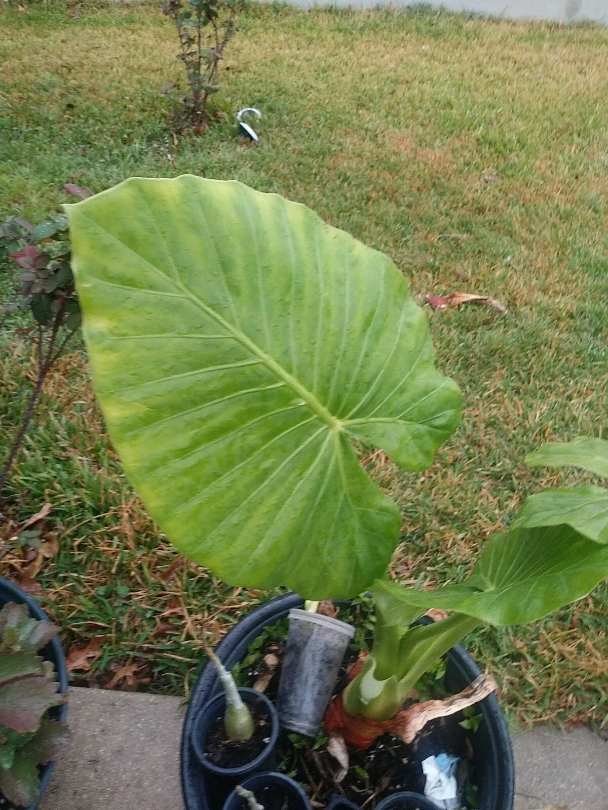 Taro Elephant Ear Plant - 4 Feet Tall - Colocasia Esculenta Tropical Foliage for Indoor & Outdoor Garden