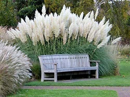Giant White Pampas Grass Seeds - 1,000 Count - Ornamental Grass - Cortaderia selloana - Ships from Iowa, Made in USA