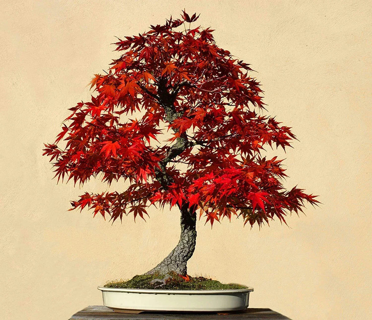 Red Maple Bonsai Tree Seeds - 30 Count - Acer rubrum - USA Grown