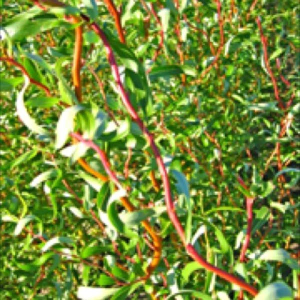 Scarlet Curls Willow Live Plant, 12+ Inches, Curly Leaves, Salix Matsudana x S. Alba, Ornamental Tree for Garden