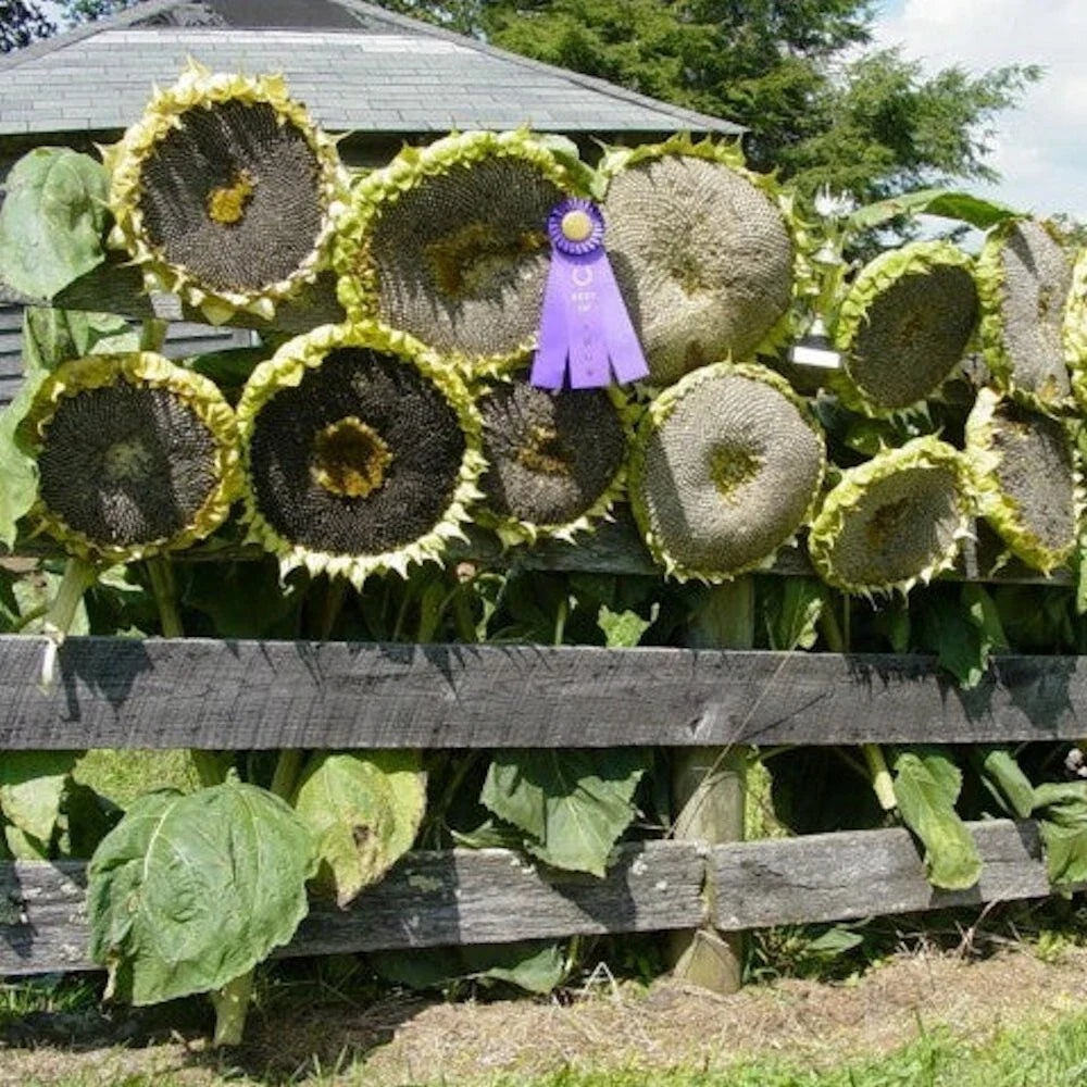 Giant Mongolian Sunflower Seeds - 30 Non-GMO Seeds - Helianthus annuus - USA Seller, Free Shipping