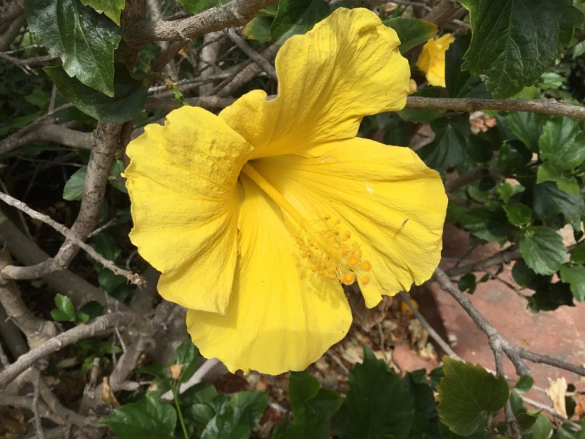 Hibiscus Cuttings for Rooting, 10 Pack, Primrose Beauty, Indoor/Outdoor Hibiscus rosa-sinensis Plant Clippings