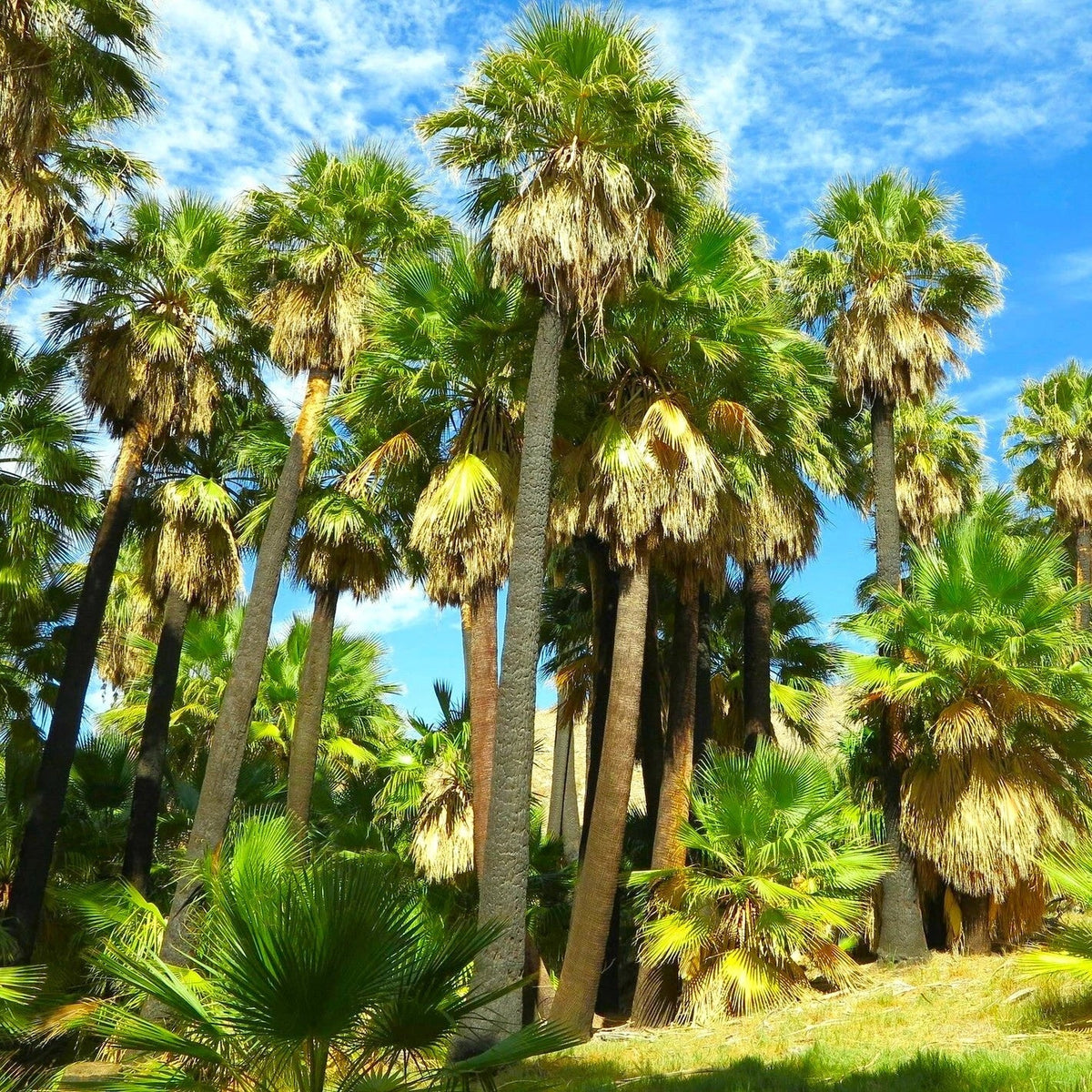 Giant California Palm Tree Seeds - Washingtonia - Fast Shipping - Tropical Plant Seeds for Garden & Landscaping