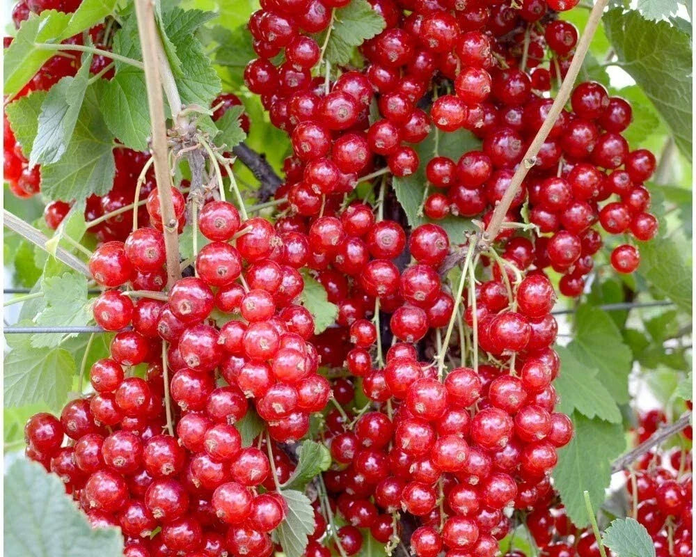 Jonkheer Van Tets Red Currant Rooted Starter Plant - Self-Pollinating Edible Shrub, Zones 3-7