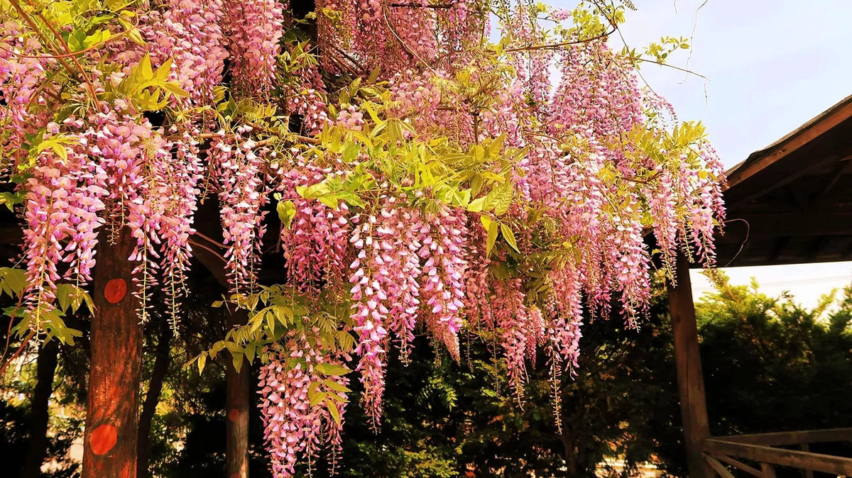 Pink Wisteria Bonsai Tree Seeds, 5 Seeds - Rare Japanese Wisteria (Wisteria floribunda)