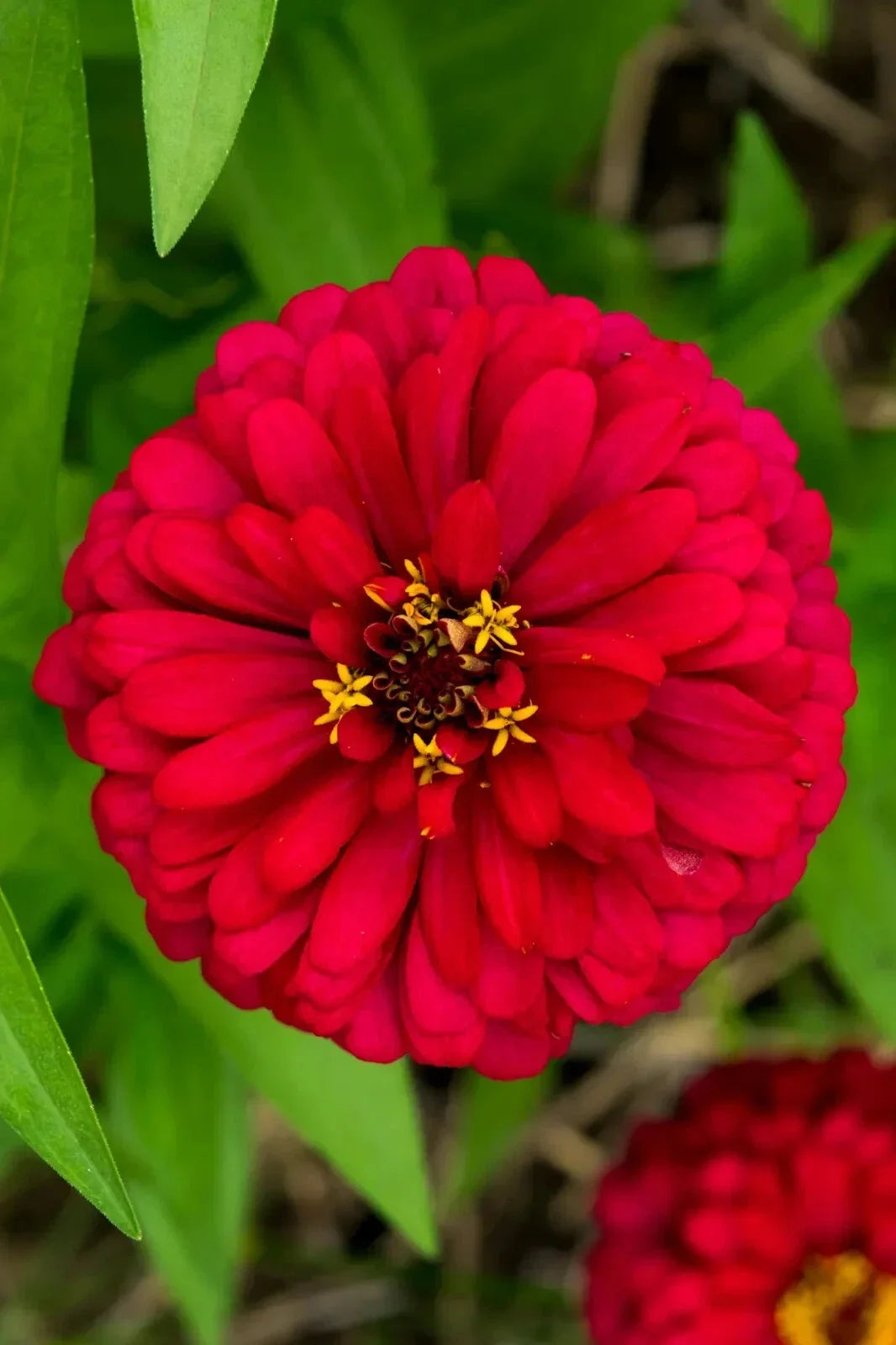 Cherry Queen Zinnia Seeds - Non-GMO, Easy Grow, Vibrant Cherry-Red Blooms, Zinnia elegans, Flower Seeds for Garden & Cut Flowers