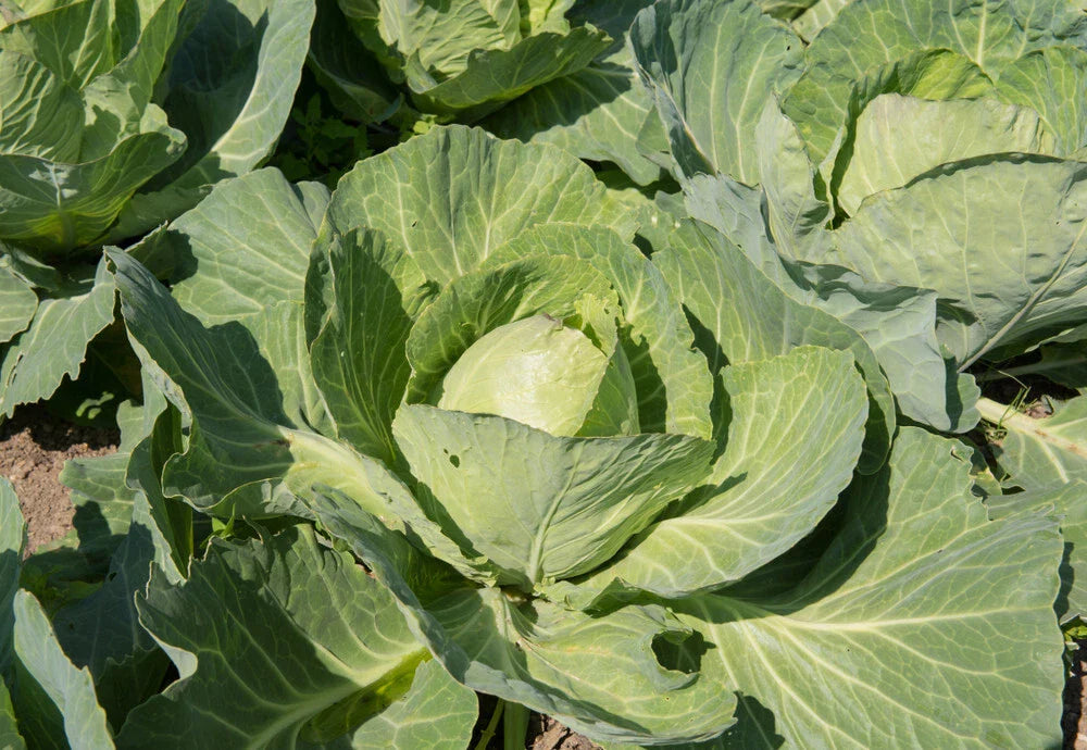 Earliana Cabbage Seeds - 500+ Pack for Garden Planting - Brassica oleracea - USA Grown, Non-GMO, Free Shipping