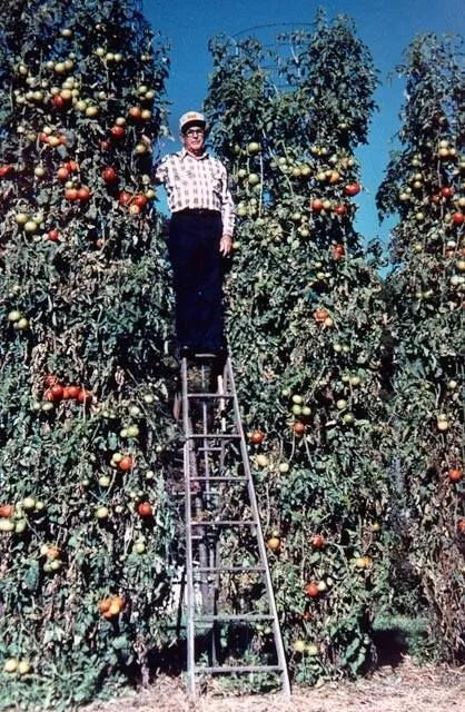 Trip L Crop Tomato Seeds - 120+ Seeds - Rare Tomato Tree Variety - 15 Foot Vines - Perfect for Garden Enthusiasts