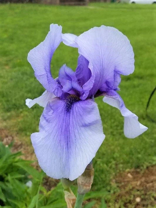 Tall Bearded Iris Rhizome - Perennial Flower Plant - Colorful Blooms - Iris germanica