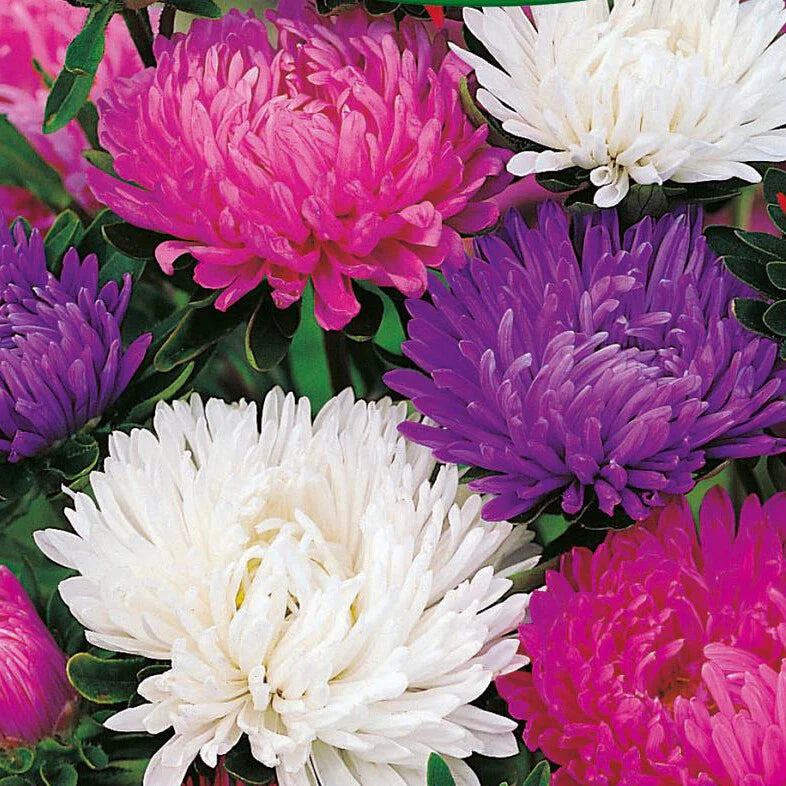 Giants of California Aster Seeds | 100-2,000 Non-GMO Seeds | Ideal for Garden | Aster x frikartii