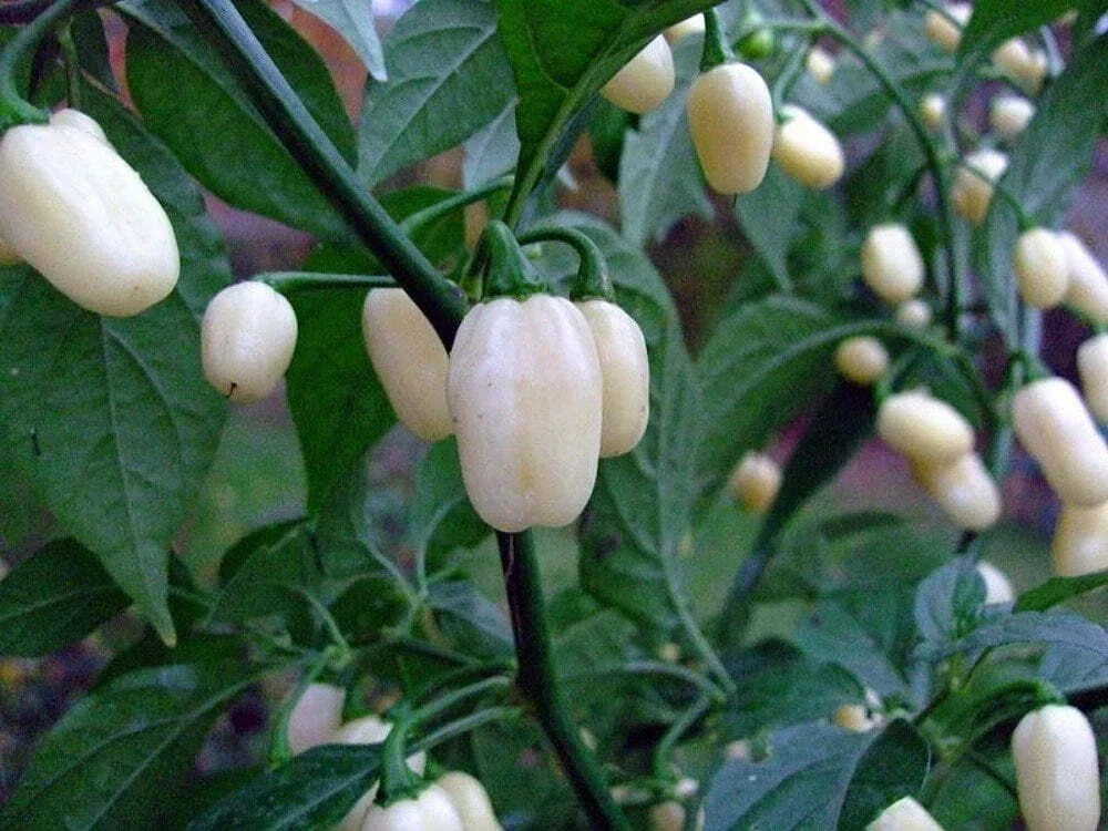White Hot Habanero Pepper Seeds - Non-GMO Capsicum Chinense, Spicy Heirloom Variety, USA Grown, Seed Packet, Free Shipping