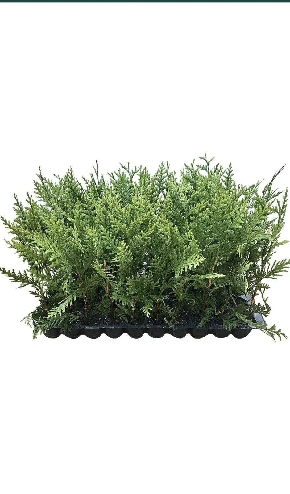 10 Green Giant Arborvitae Trees Thuja Plicata Evergreen Privacy Screen 30-50 ft Bare Root