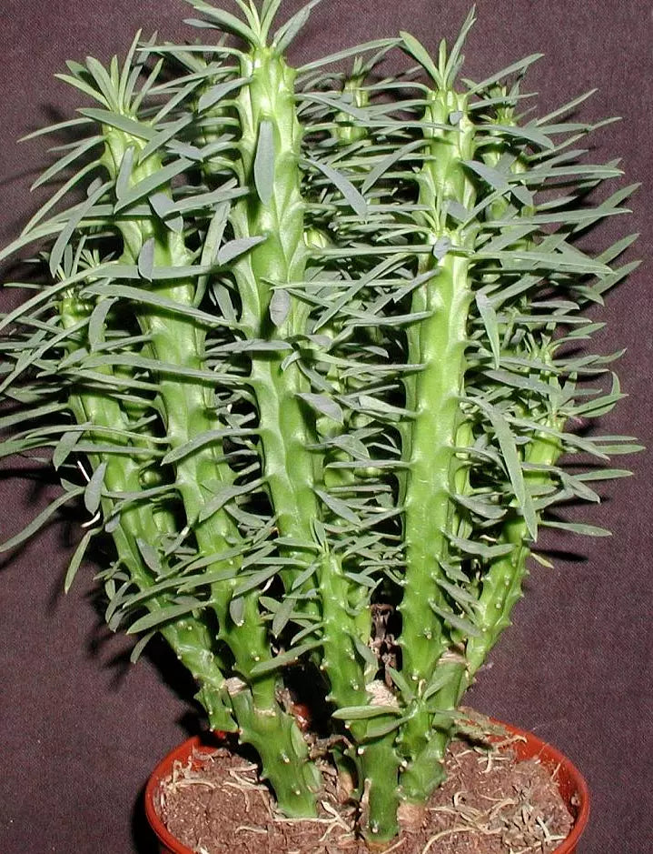 Euphorbia Loricata Cuttings - 4" Long - 2x Rare Succulent Plant Cuttings - Drought-Tolerant Garden Decor