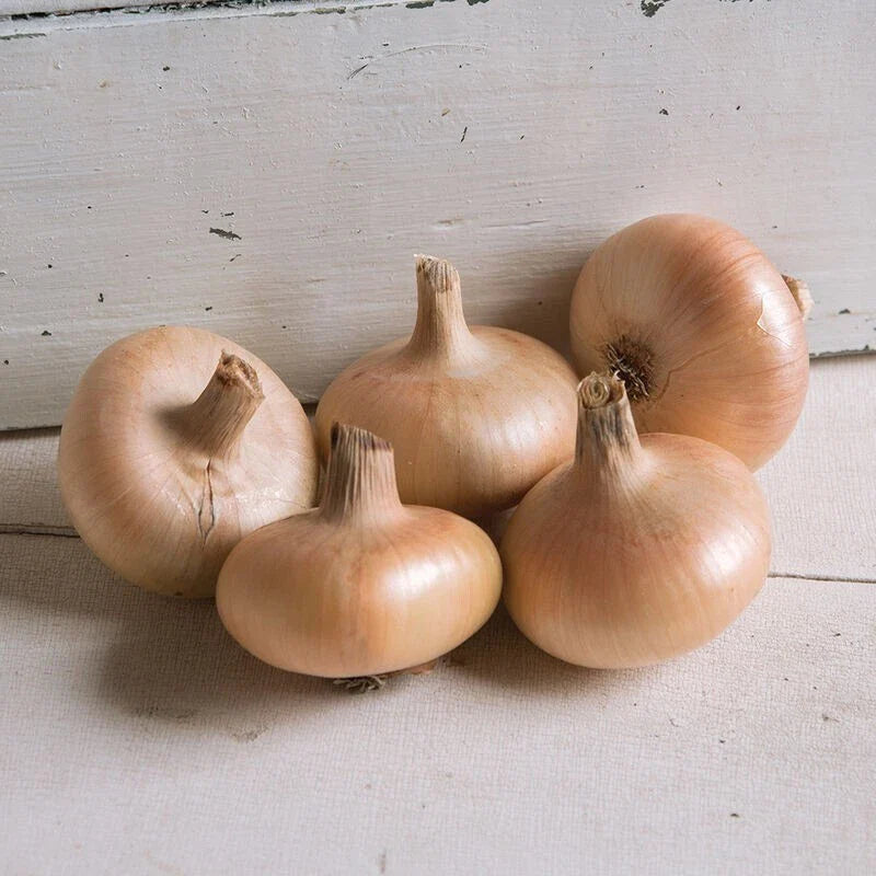 500 Gold Coin Onion Seeds - Specialty Non-GMO Onion Variety (Allium cepa) for Home Gardening