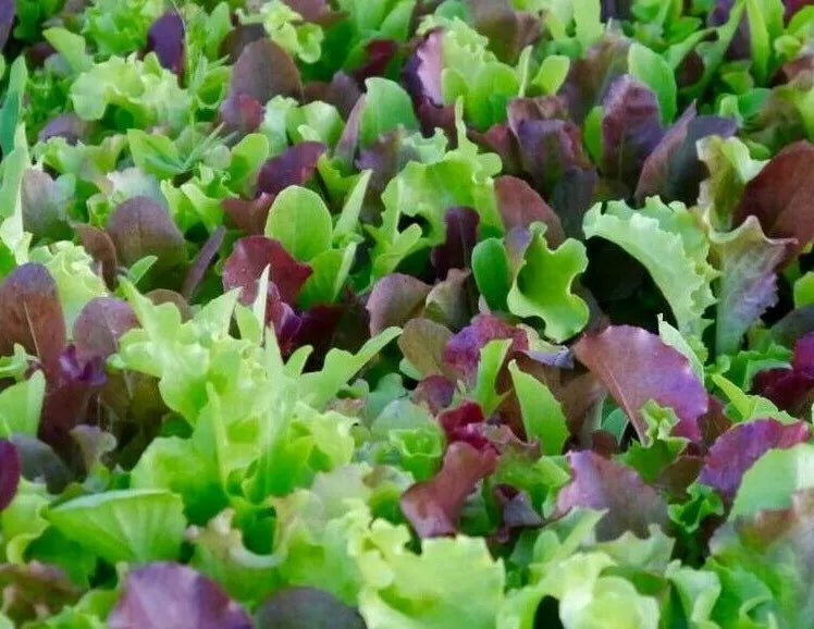 Mesclun Mix Seeds 500+ Lettuce Kale Tatsoi Healthy Garden Greens - Brassica rapa and Lactuca sativa