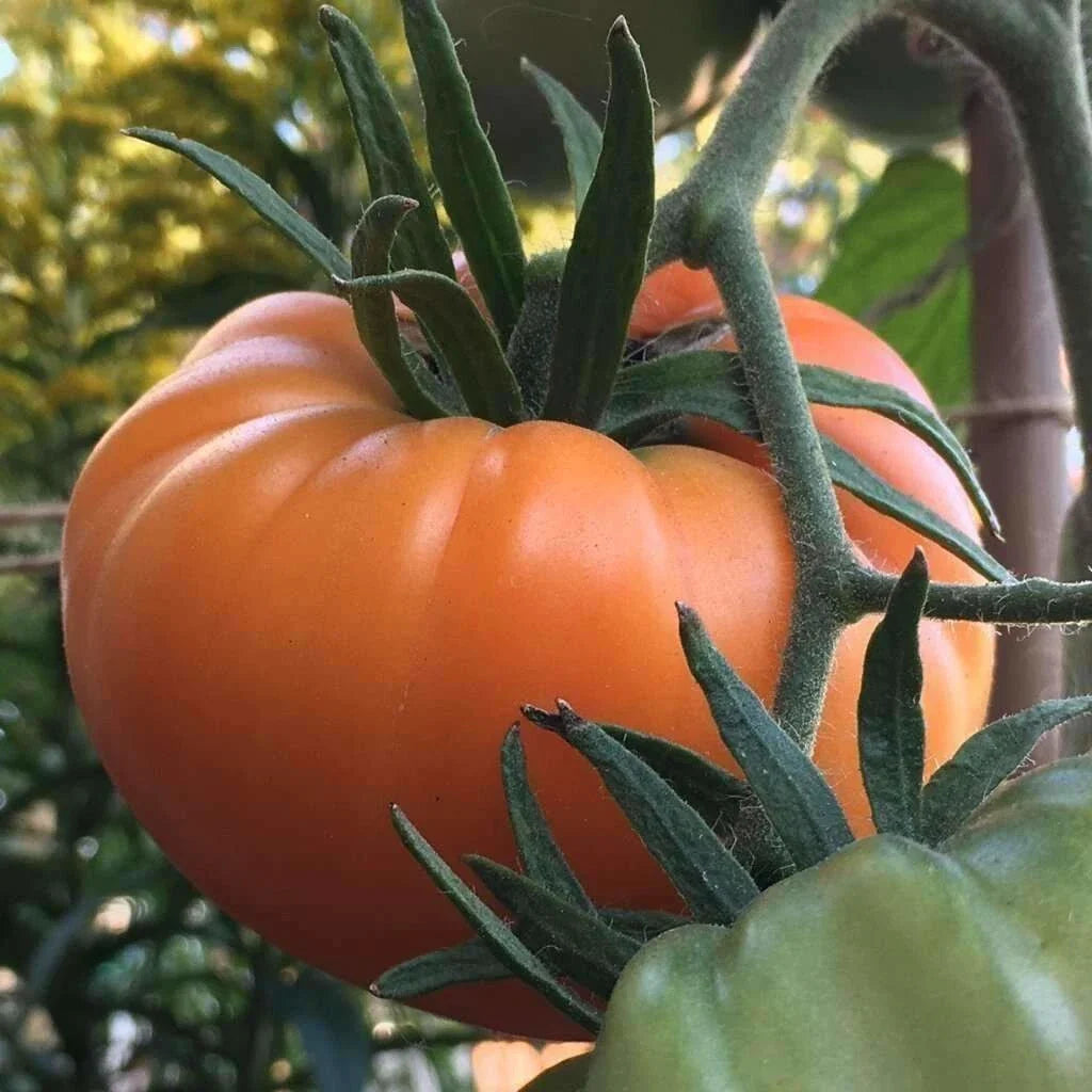 Kellogg's Breakfast Tomato Seeds - 30+ Heirloom Organic Non-GMO - Rare Variety for Garden Planting
