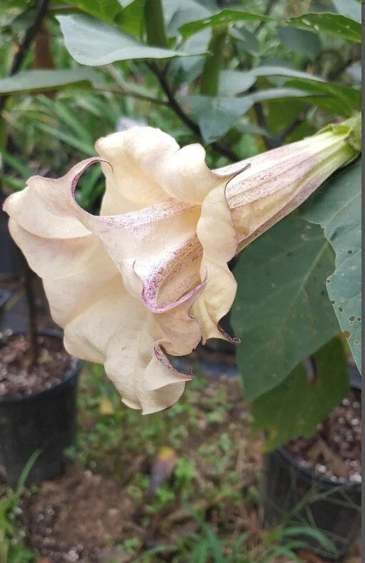 Chocolate Angel Trumpet Seeds - 10 Pack, Brugmansia Datura Flowers, Fragrant, Tropical, Easy to Grow, USA Grown