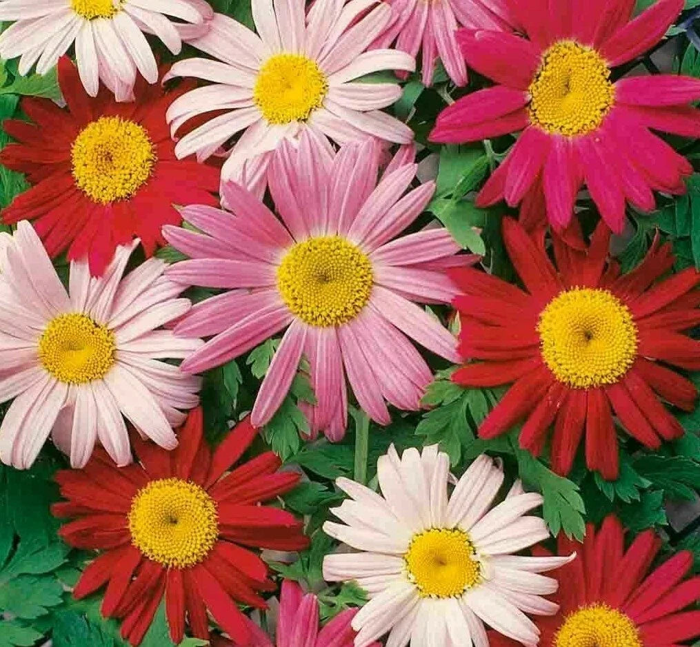 Painted Daisy Flower Seeds - 200+ Wildflower Garden Mix for Bees, Bellis perennis, Annual, Easy to Grow