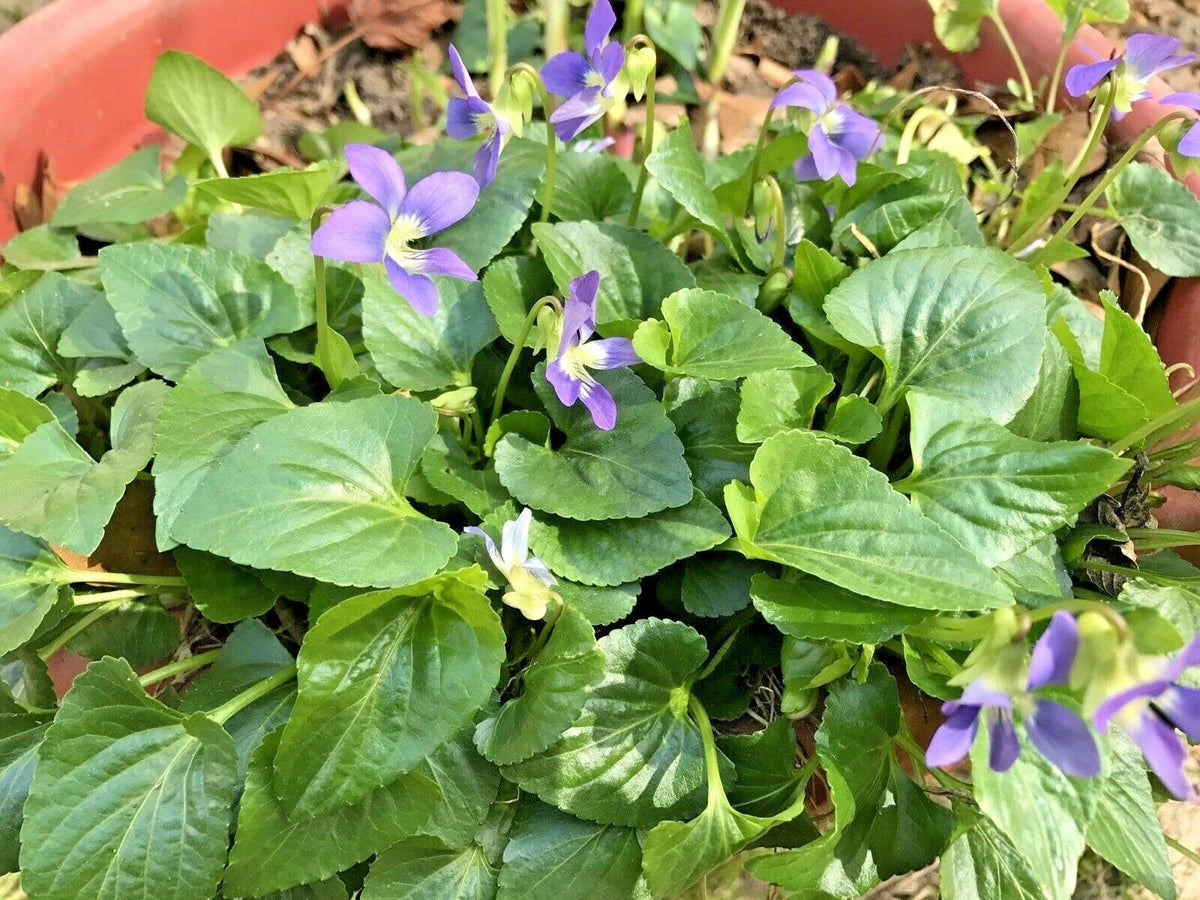 Purple Wild Violet Flower Bulbs - 100 Bare Root Perennial Plants - Easy Grow (Viola sororia)