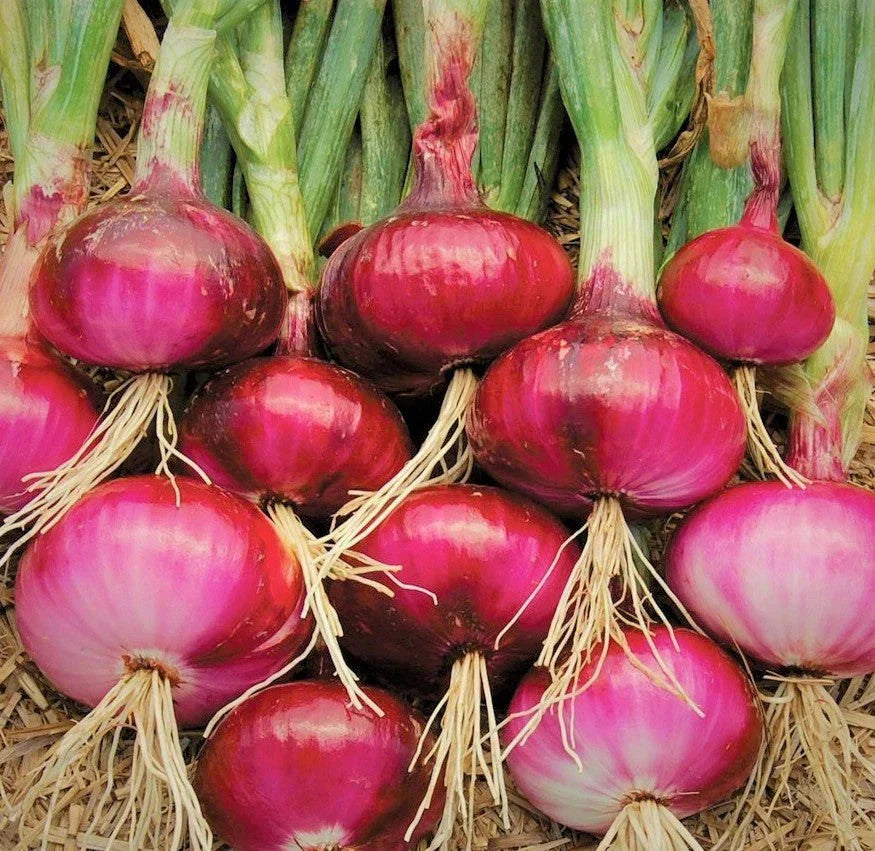 Ruby Red Onion Seeds - Non-GMO Sweet Long Day Variety - Perfect for 2025 Planting - Allium cepa