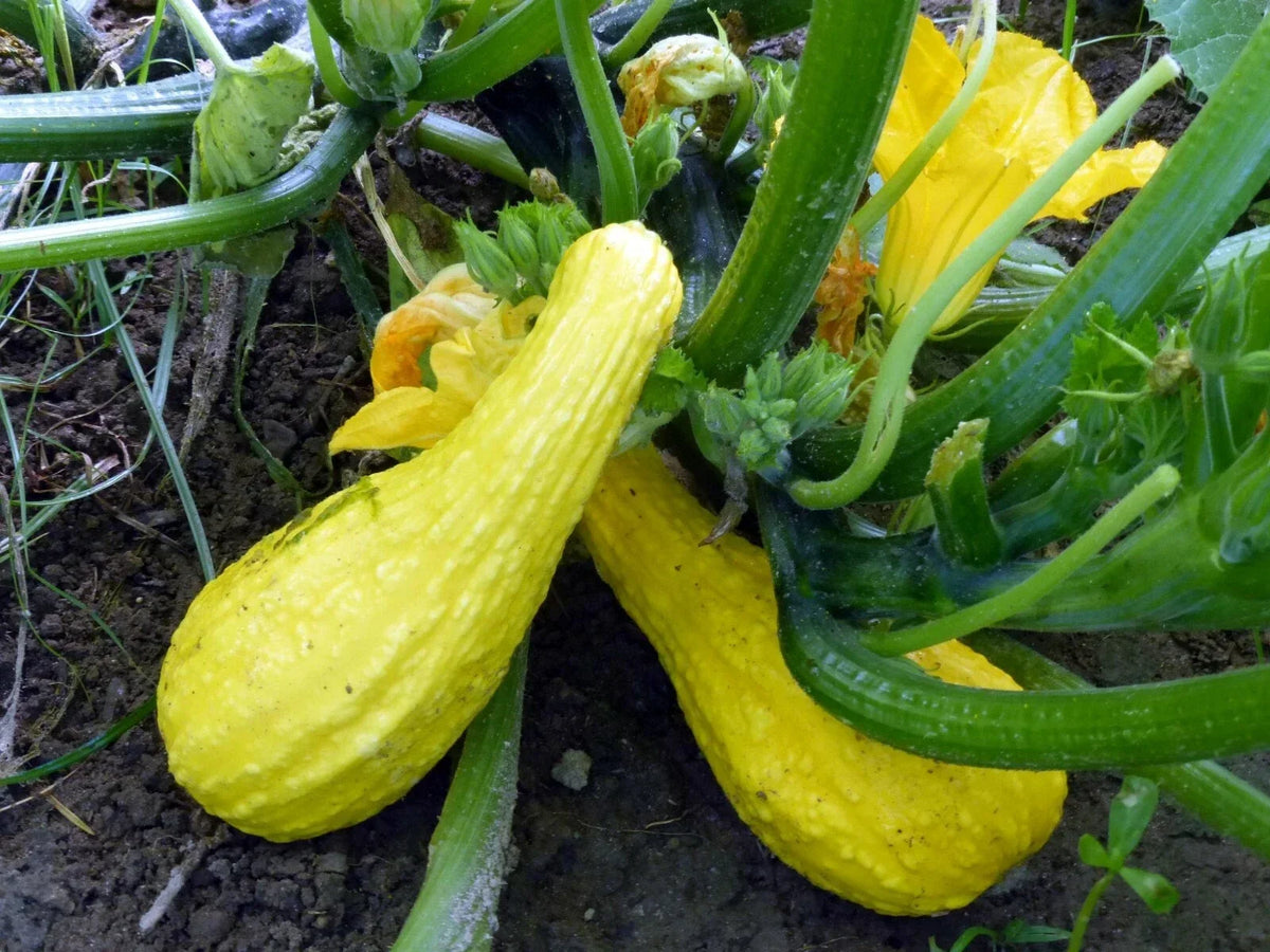 Yellow Crookneck Squash Seeds 1 OZ - Non-GMO Heirloom Cucurbita pepo Organic Gardening